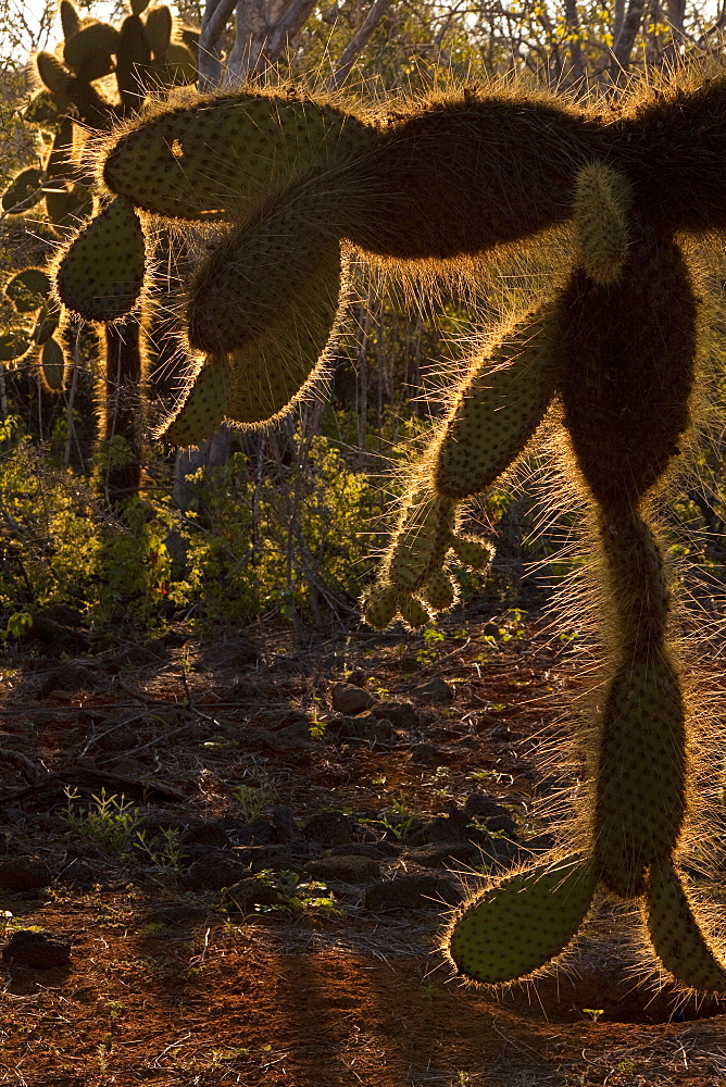 Intruiging and whimsical shapes and patterns in the giant Opuntia cactus (Opuntia echios) of the Galapagos Island Group. MORE INFO: This cacti is endemic to the Galapagos Islands.