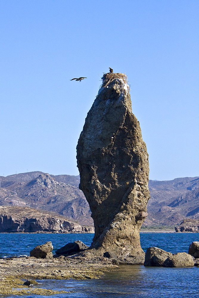 Adult osprey (Pandion haliaetus) on nest in the Gulf of California (Sea of Cortez) Baja California Sur, Mexico.