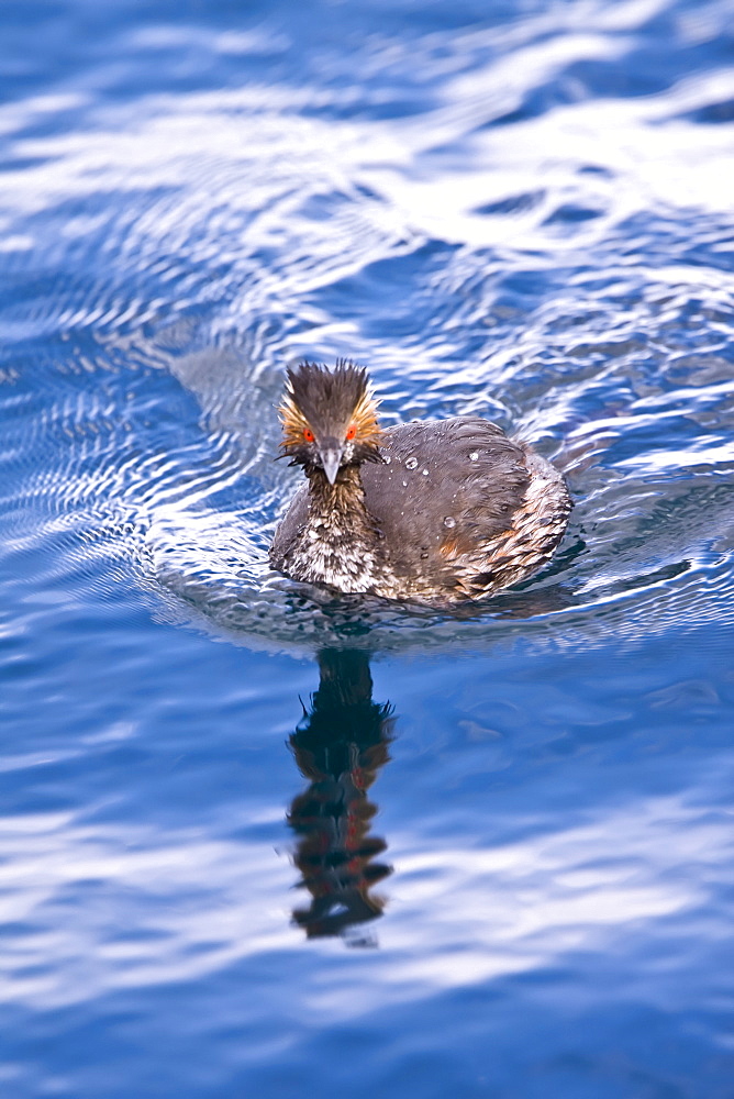 Young eared grebe (Podiceps nigricollis) fishing in a shallow bay on Isla Danzante in the lower Gulf of California (Sea of Cortez), Baja California Sur, Mexico.