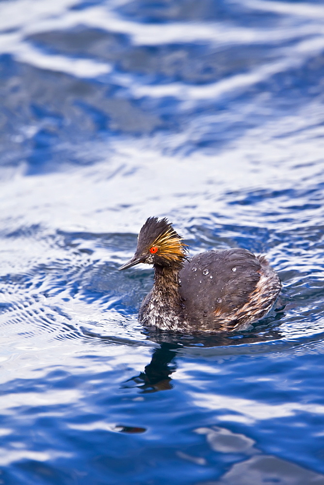 Young eared grebe (Podiceps nigricollis) fishing in a shallow bay on Isla Danzante in the lower Gulf of California (Sea of Cortez), Baja California Sur, Mexico.