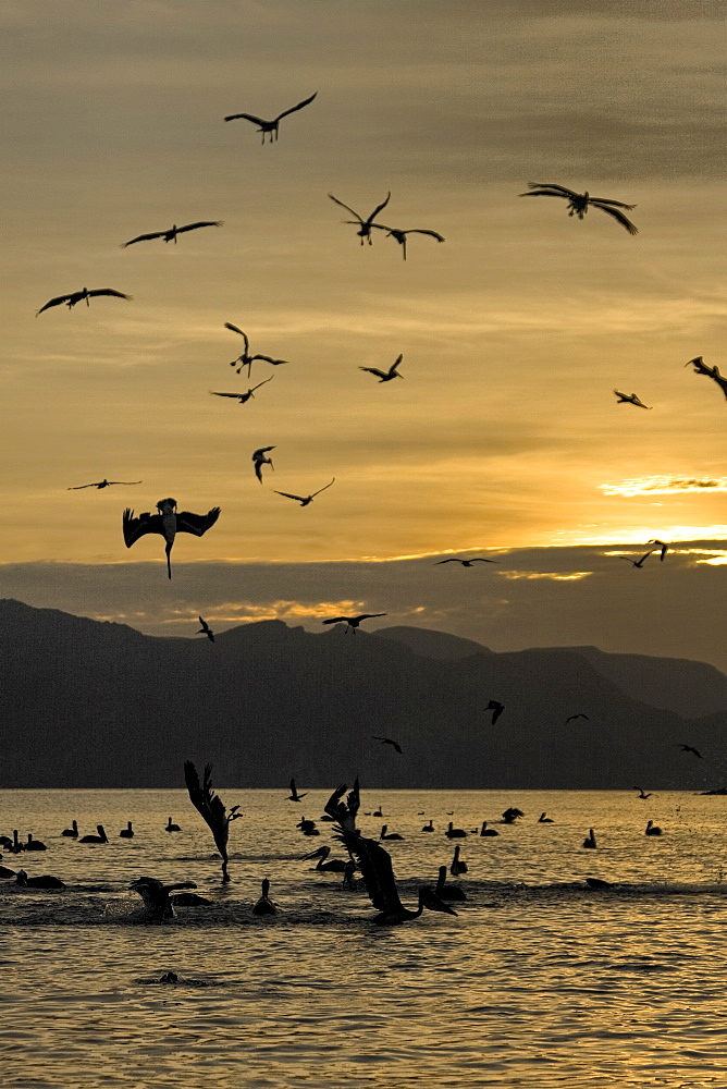 Brown pelican (Pelecanus occidentalis) in the Gulf of California (Sea of Cortez), Baja California Norte, Mexico.