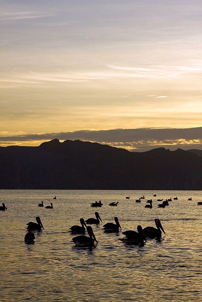 Brown pelican (Pelecanus occidentalis) in the Gulf of California (Sea of Cortez), Baja California Norte, Mexico.