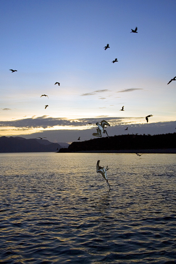 Brown pelican (Pelecanus occidentalis) in the Gulf of California (Sea of Cortez), Baja California Norte, Mexico.