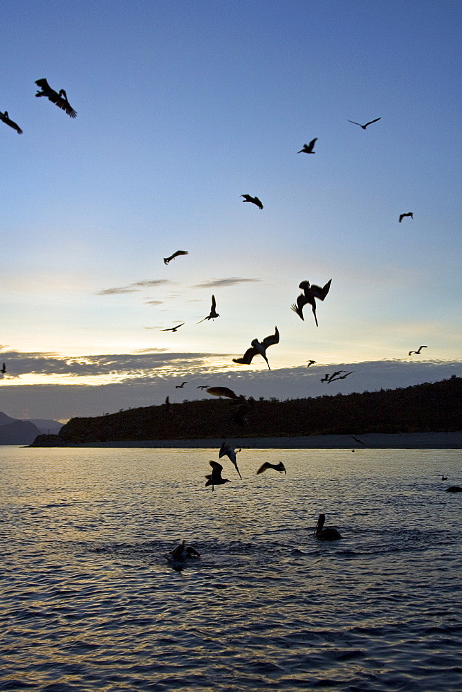 Brown pelican (Pelecanus occidentalis) in the Gulf of California (Sea of Cortez), Baja California Norte, Mexico.