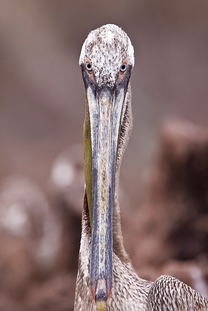 Brown pelican (Pelecanus occidentalis) in the Gulf of California (Sea of Cortez), Baja California Norte, Mexico.