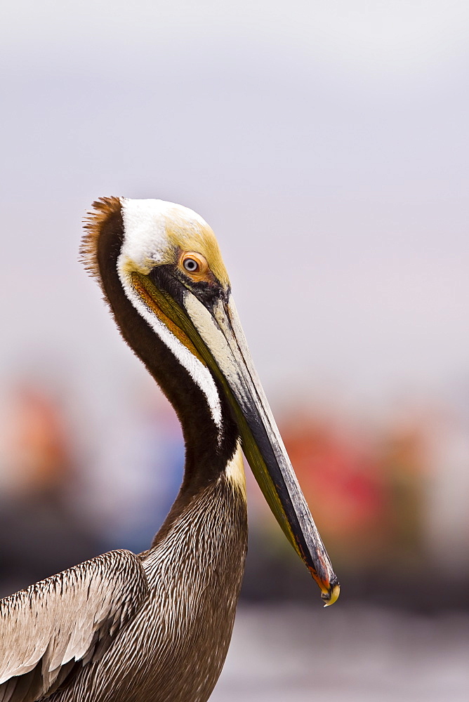 Brown pelican (Pelecanus occidentalis) in the Gulf of California (Sea of Cortez), Baja California Norte, Mexico.