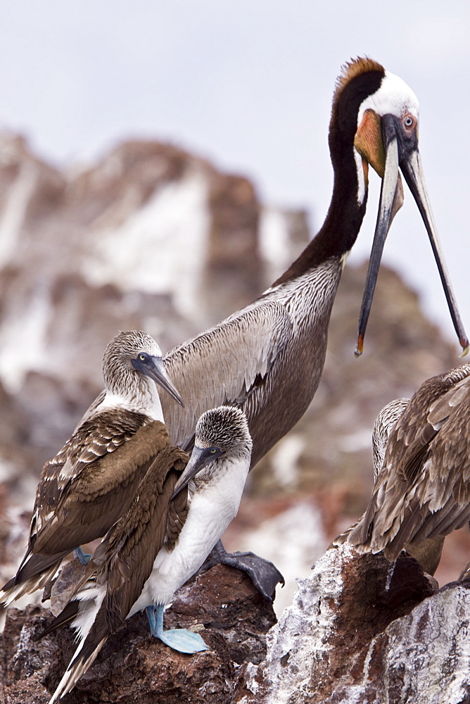 Brown pelican (Pelecanus occidentalis) in the Gulf of California (Sea of Cortez), Baja California Norte, Mexico.