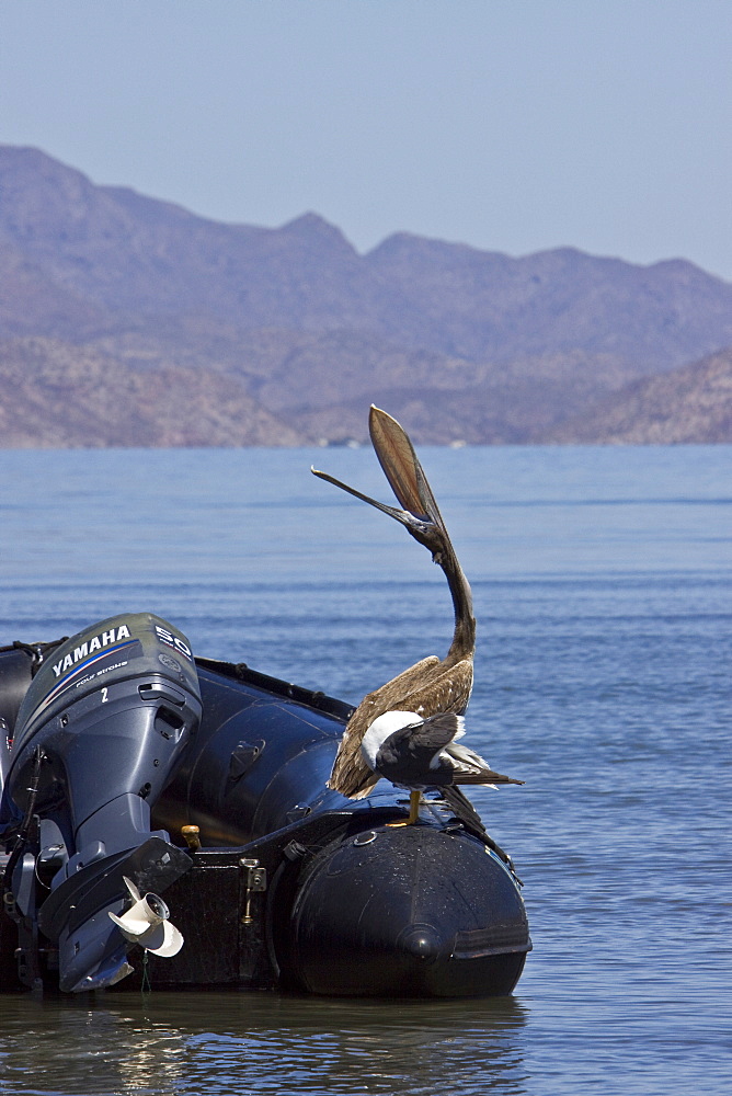 Brown pelican (Pelecanus occidentalis) in the Gulf of California (Sea of Cortez), Baja California Norte, Mexico.