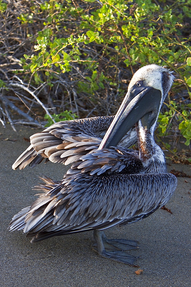 Adult brown pelican (Pelecanus occidentalis) on the beach in the Galapagos Island Group, Ecuador. Pacific Ocean.