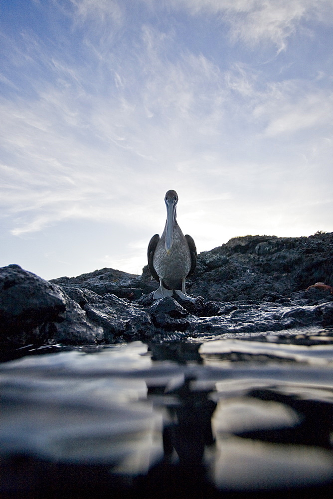 Adult brown pelican (Pelecanus occidentalis) in the Galapagos Island Group, Ecuador. Pacific Ocean.