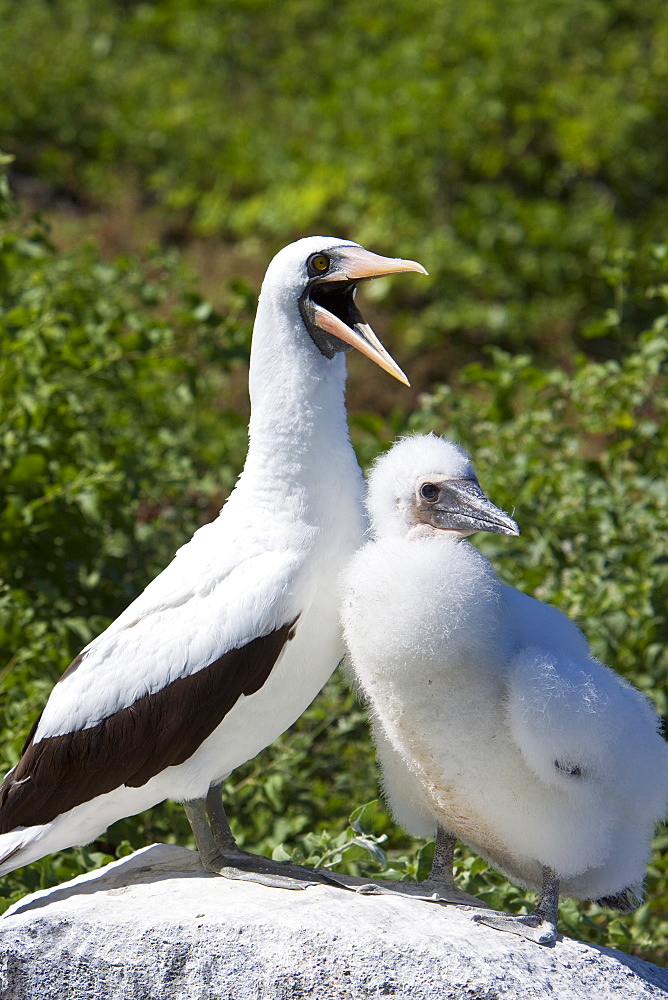 Adult Nazca booby (Sula grantii) with chick at nesting site on Punta Suarez on Espanola Island in the Galapagos Island Archipeligo, Ecuador. Pacific Ocean.