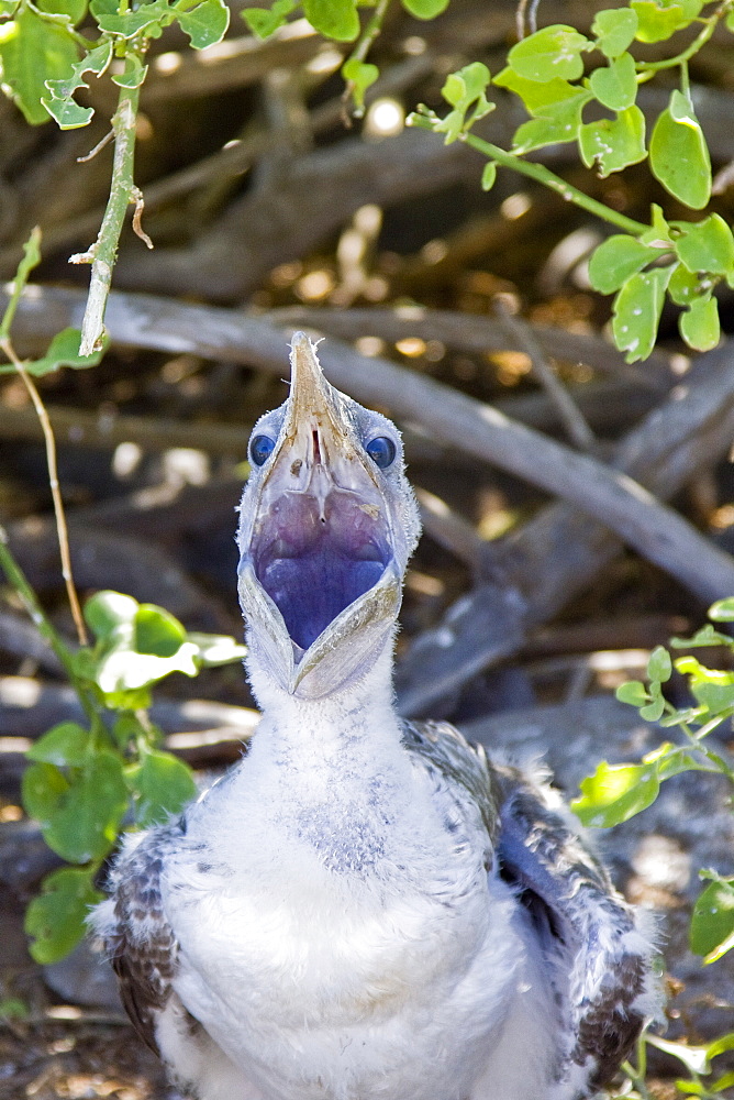 Two Nazca booby (Sula grantii) chicks at nesting site on Punta Suarez on Espanola Island in the Galapagos Island Archipeligo, Ecuador. Pacific Ocean.