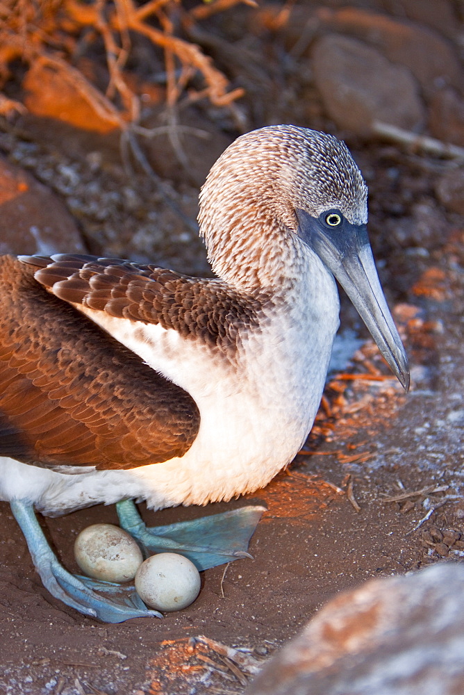 Blue-footed booby (Sula nebouxii) adult on eggs in the Galapagos Island Group, Ecuador. MORE INFO: The Galapagos are a nesting and breeding area for blue-footed boobies.