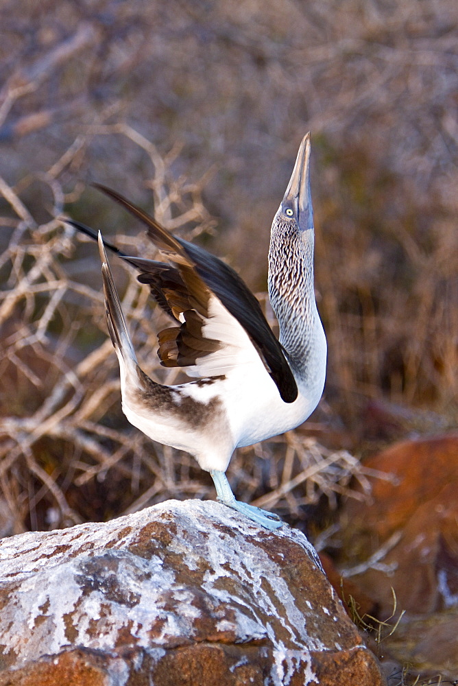 Blue-footed booby (Sula nebouxii) in the Galapagos Island Group, Ecuador. The Galapagos are a nesting and breeding area for blue-footed boobies.