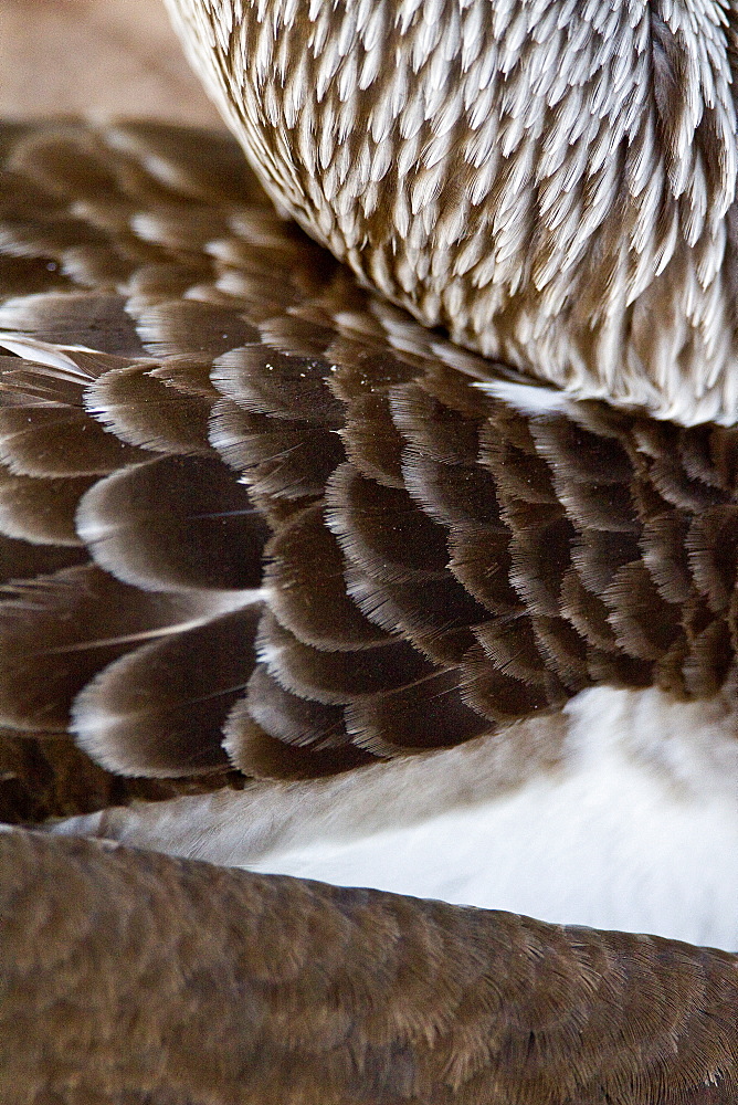 Blue-footed booby (Sula nebouxii) in the Galapagos Island Group, Ecuador. The Galapagos are a nesting and breeding area for blue-footed boobies.