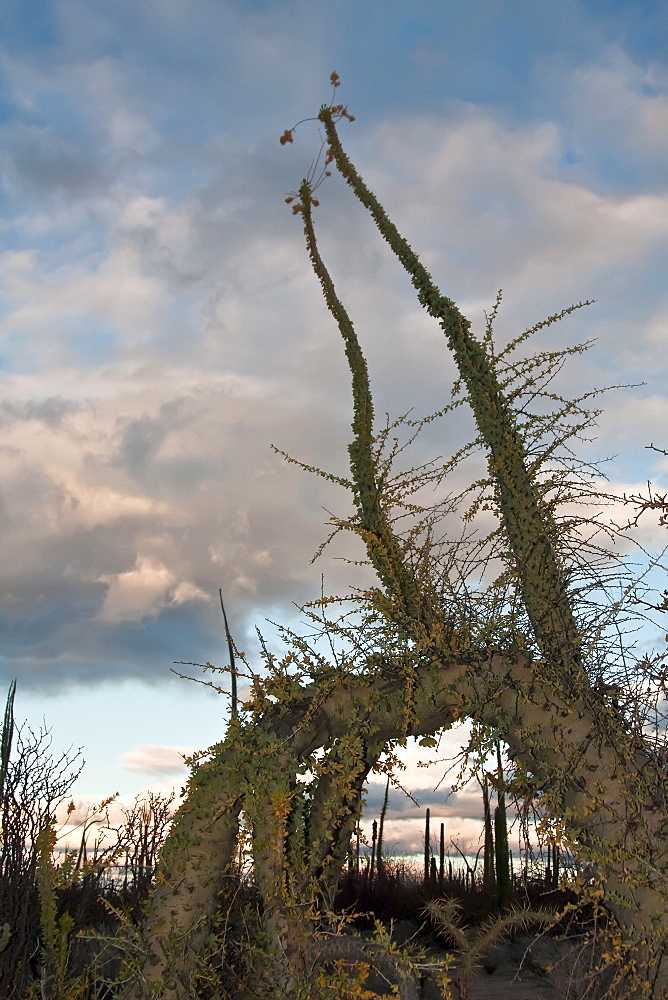 A look at the strange and wonderful shapes of cactus and succulents in the Valle of the Cirrios where cactus are in bloom in the Sonoran Desert of Bahia de los Angeles, Baja California Norte, Mexico.