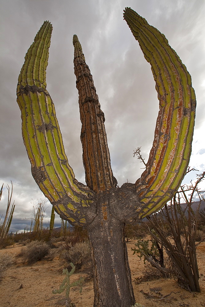 A look at the strange and wonderful shapes of cactus and succulents in the Valle of the Cirrios where cactus are in bloom in the Sonoran Desert of Bahia de los Angeles, Baja California Norte, Mexico.