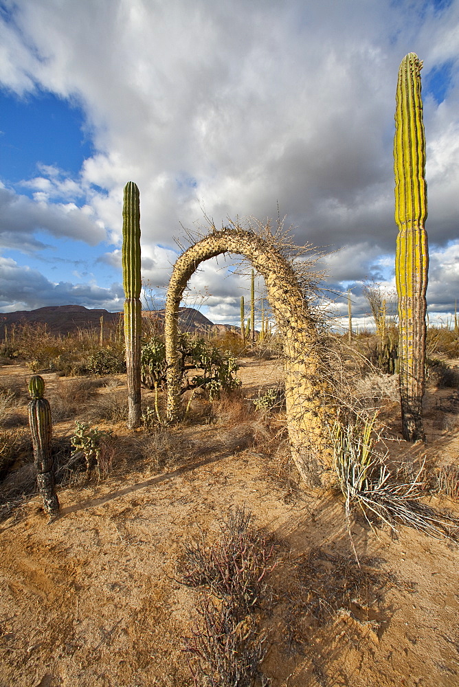 A look at the strange and wonderful shapes of cactus and succulents in the Valle of the Cirrios where cactus are in bloom in the Sonoran Desert of Bahia de los Angeles, Baja California Norte, Mexico.