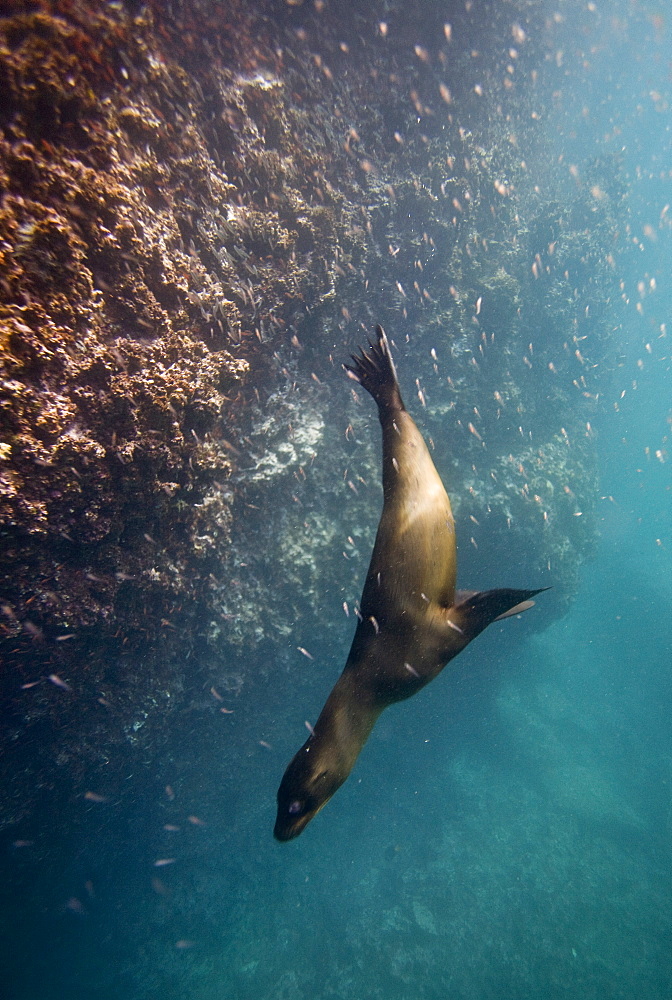 Galapagos sea lion (Zalophus wollebaeki) underwater in the Galapagos Island Group, Ecuador. Pacific Ocean.