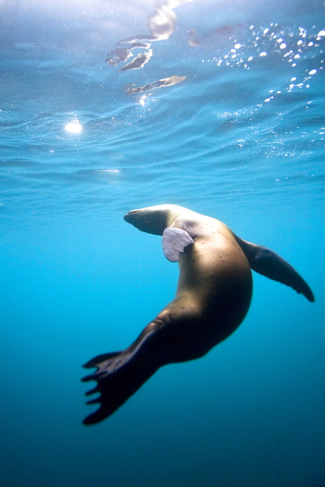 Galapagos sea lion (Zalophus wollebaeki) underwater in the Galapagos Island Group, Ecuador. Pacific Ocean.