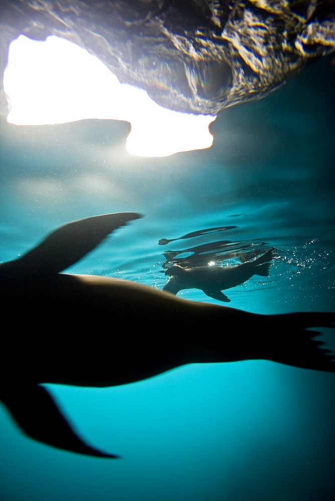 Galapagos sea lion (Zalophus wollebaeki) underwater in the Galapagos Island Group, Ecuador. Pacific Ocean.