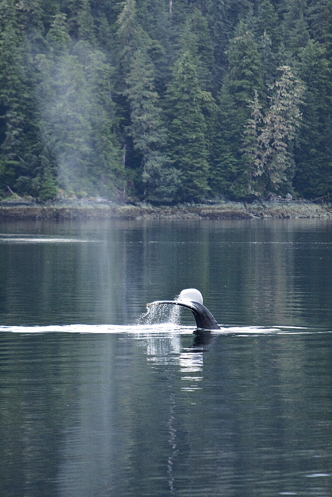 Humpback whales (Megaptera novaeangliae) fluke-up dive in the misty waters along the west side of Chatham Strait in Southeast Alaska, USA