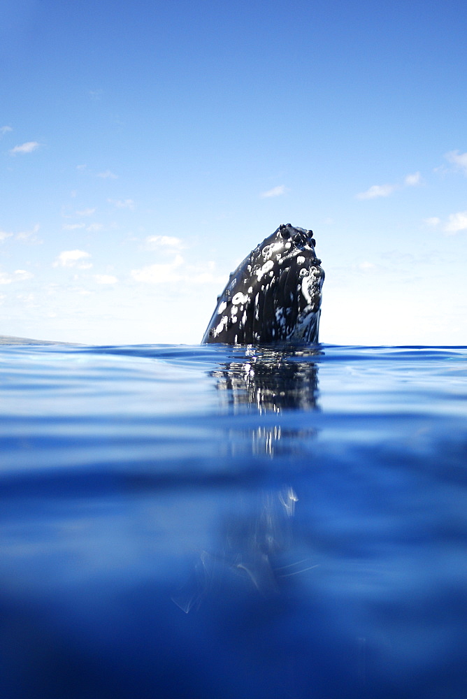 Curious sub-adult humpback whale (Megaptera novaeangliae) spy-hopping near the boat in the AuAu Channel separating Maui from Lanai, Hawaii. Pacific Ocean.