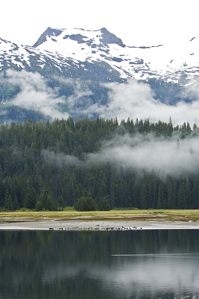 Harbor seals (Phoca vitulina) hauled out and resting on the beach at low tide in Crab Bay on Chichagof Island, Southeast Alaska, USA. Pacific Ocean