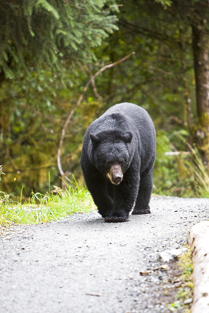 A young black bear (Ursus americanus) foraging near Mendenhall Glacier Park just outside of Juneau, on the Alaska mainland in Southeast Alaska, USA, Pacific Ocean