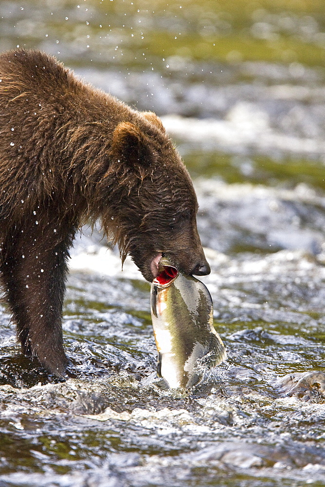 A young Brown Bear (Ursus arctos) fishing for pink salmon near the salmon weir at Pavlof Harbor on Chichagof Island in Southeast Alaska, USA. Pacific Ocean