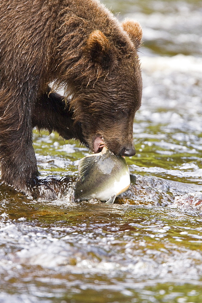 A young Brown Bear (Ursus arctos) fishing for pink salmon near the salmon weir at Pavlof Harbor on Chichagof Island in Southeast Alaska, USA. Pacific Ocean