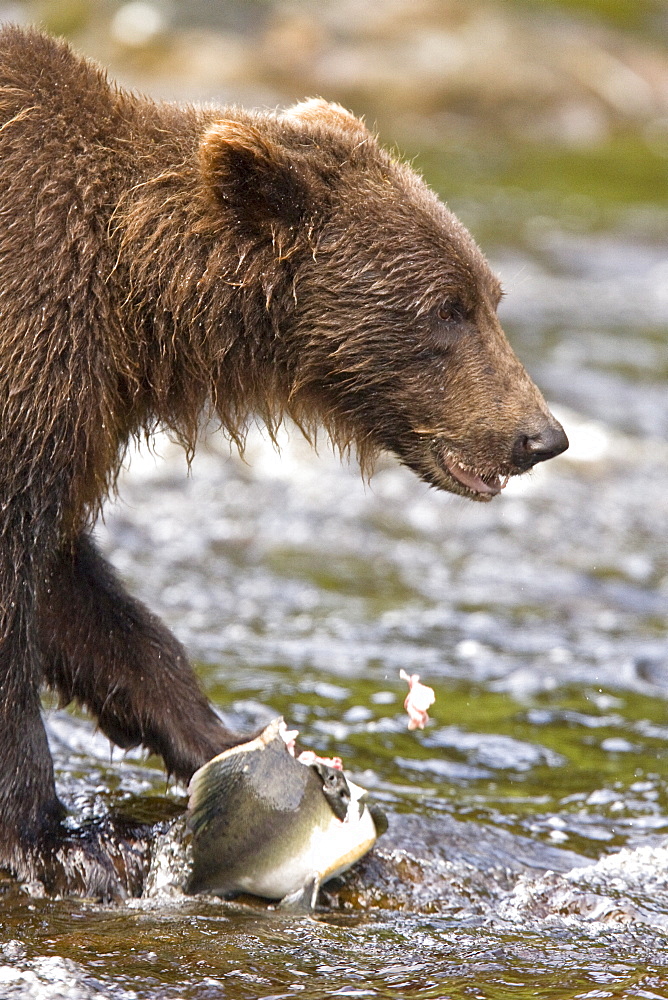 A young Brown Bear (Ursus arctos) fishing for pink salmon near the salmon weir at Pavlof Harbor on Chichagof Island in Southeast Alaska, USA. Pacific Ocean