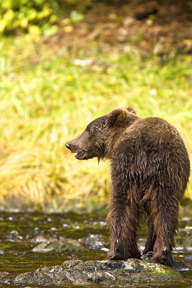 A young Brown Bear (Ursus arctos) fishing for pink salmon near the salmon weir at Pavlof Harbor on Chichagof Island in Southeast Alaska, USA. Pacific Ocean