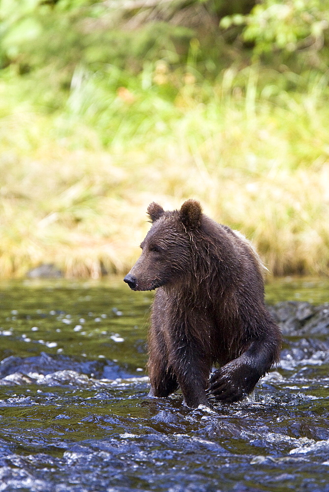 A young Brown Bear (Ursus arctos) fishing for pink salmon near the salmon weir at Pavlof Harbor on Chichagof Island in Southeast Alaska, USA. Pacific Ocean