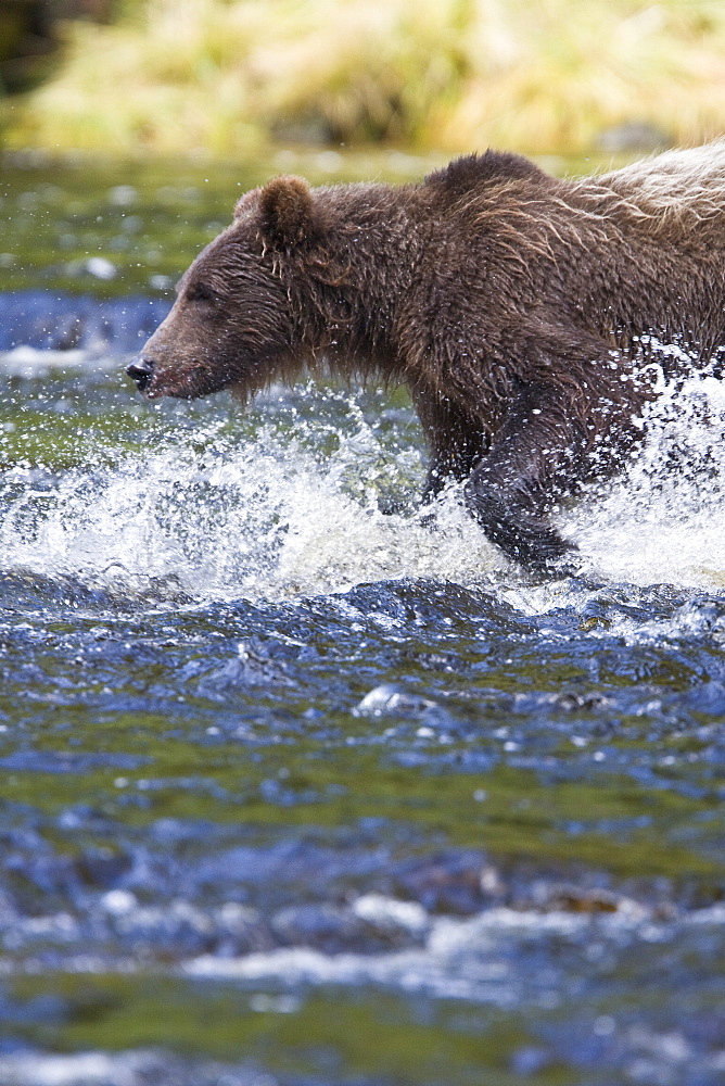 A young Brown Bear (Ursus arctos) fishing for pink salmon near the salmon weir at Pavlof Harbor on Chichagof Island in Southeast Alaska, USA. Pacific Ocean