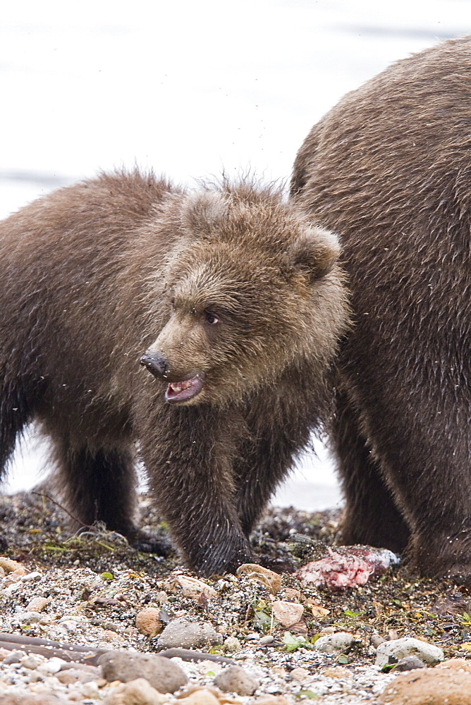 Mother brown bear (Ursus arctos) with cub at the Brooks River in Katmai National Park near Bristol Bay, Alaska, USA. Pacific Ocean