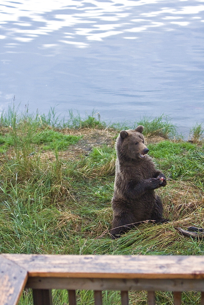 A curious brown bear (Ursus arctos) two year-old near the parking lot at the Brooks River in Katmai National Park near Bristol Bay, Alaska, USA. Pacific Ocean