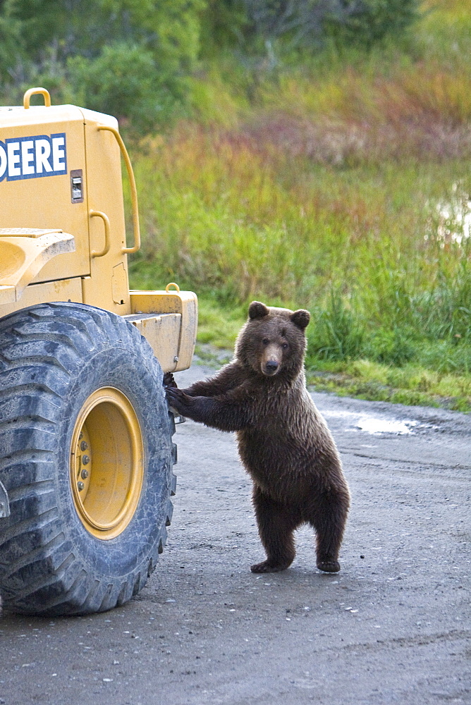 A curious brown bear (Ursus arctos) two year-old near the parking lot at the Brooks River in Katmai National Park near Bristol Bay, Alaska, USA. Pacific Ocean