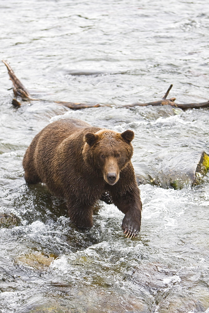 Adult brown bear (Ursus arctos) foraging for spawning sockeye salmon at the Brooks River in Katmai National Park near Bristol Bay, Alaska, USA. Pacific Ocean