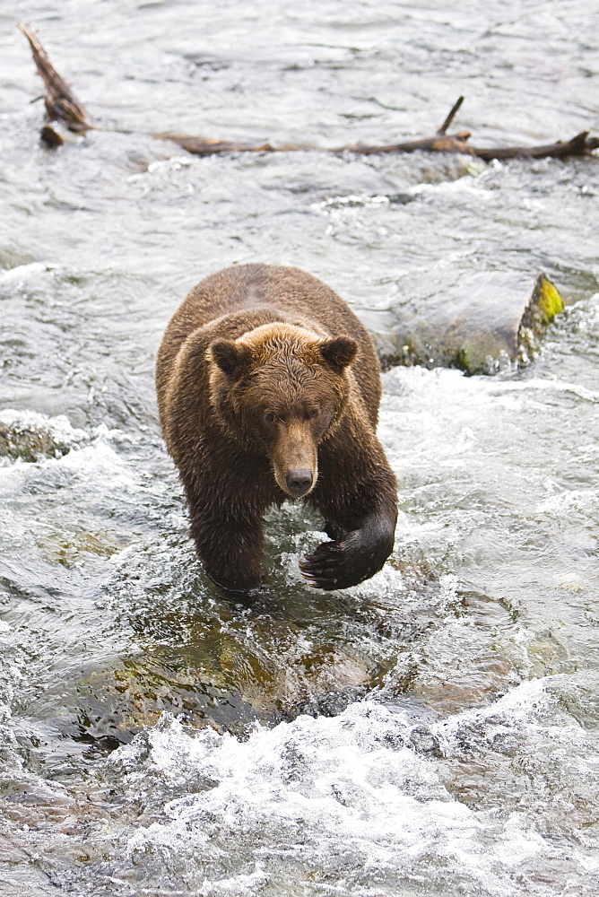 Adult brown bear (Ursus arctos) foraging for spawning sockeye salmon at the Brooks River in Katmai National Park near Bristol Bay, Alaska, USA. Pacific Ocean