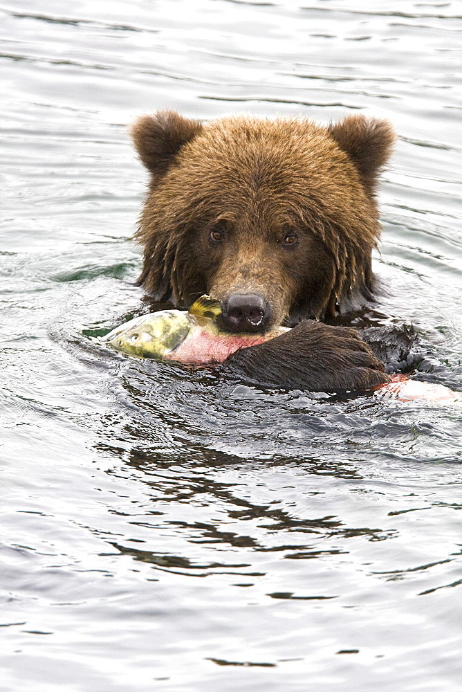 Adult brown bear (Ursus arctos) foraging for dying sockeye salmon at the Brooks River in Katmai National Park near Bristol Bay, Alaska, USA. Pacific Ocean