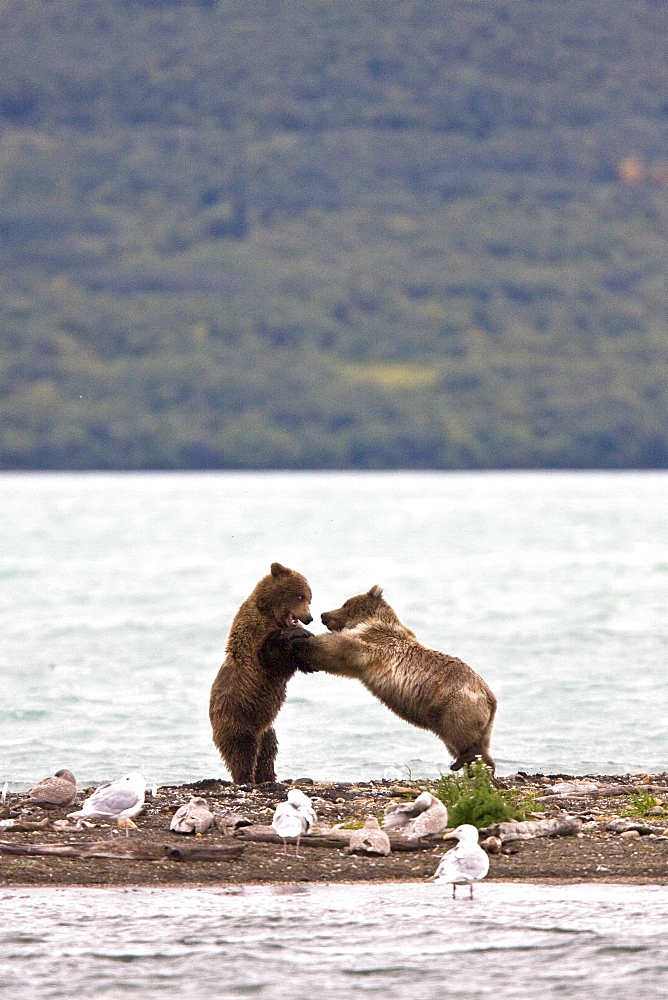 Brown bear cubs (Ursus arctos) playing and mock fighting on the beach near the Brooks River in Katmai National Park near Bristol Bay, Alaska, USA. Pacific Ocean