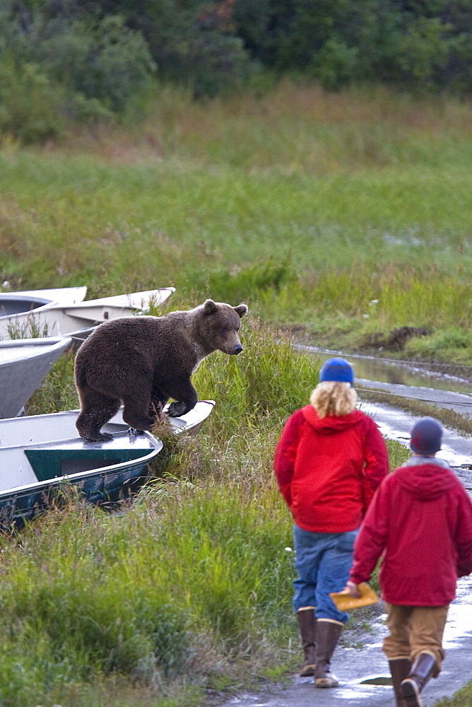 Brooks Camp employees trying to discourage two brown bear cubs (Ursus arctos) from damaging boats at the Brooks River in Katmai National Park near Bristol Bay, Alaska, USA. Pacific Ocean