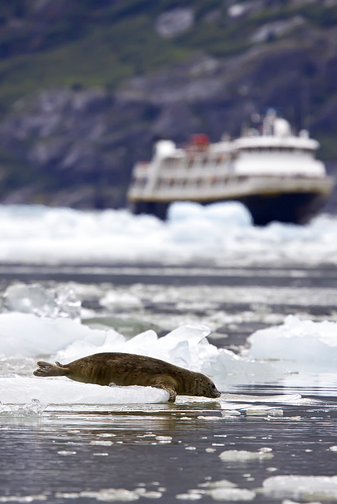 Harbor seal (Phoca vitulina) hauled out on ice at Johns Hopkins Glacier in Glacier Bay National Park, Southeast Alaska, USA.