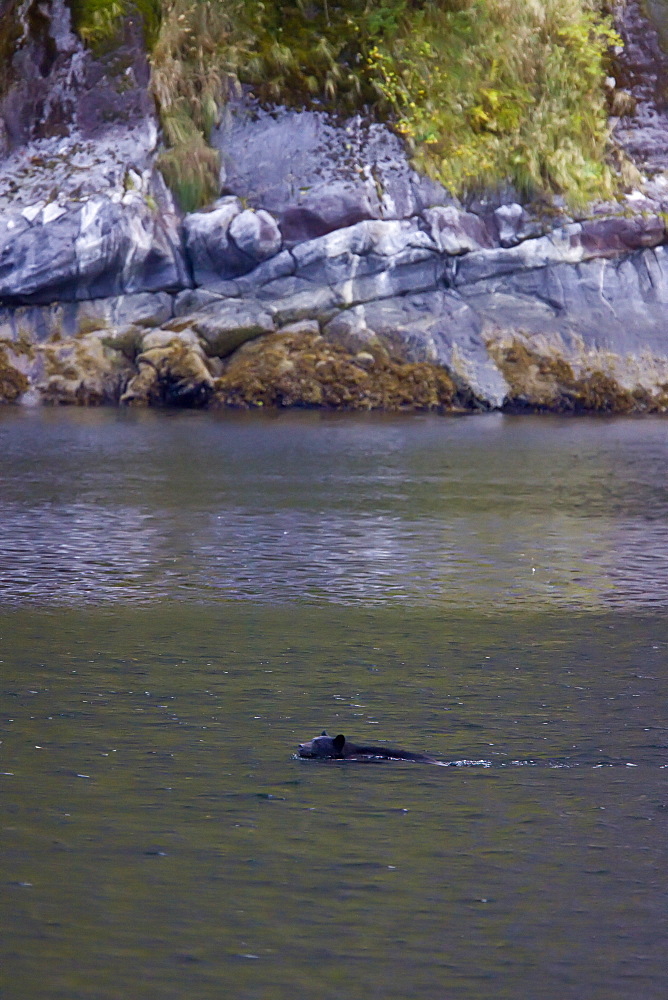 An adult black bear (Ursus americanus) swimming then climbing a steep cliff in  Kynoch Inlet in Fjordland Provincial Park, British Columbia, Canada. Pacific Ocean