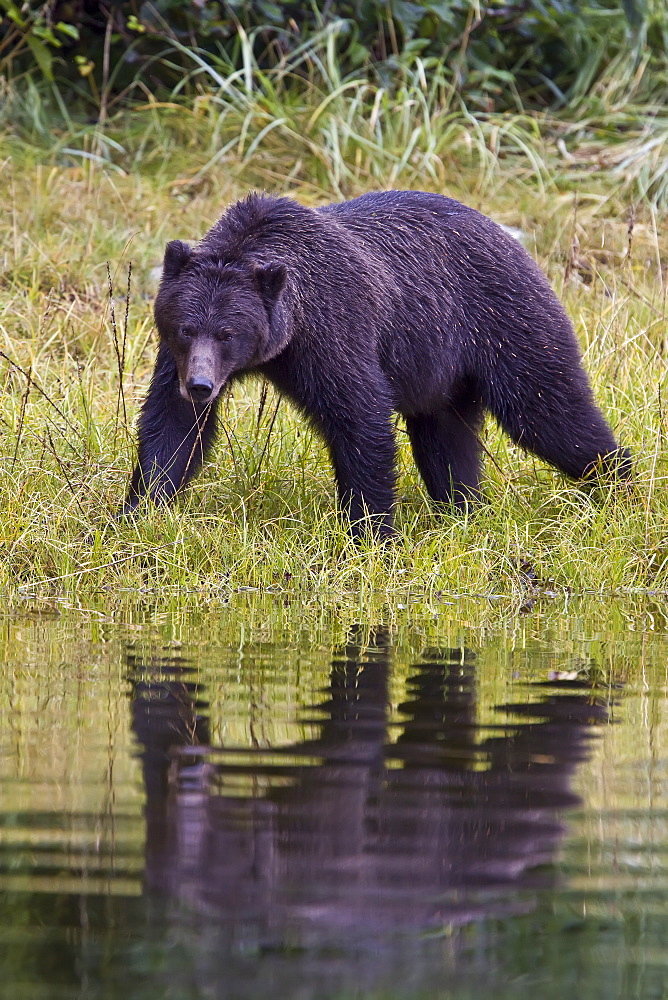 Brown Bear (Ursus arctos) fishing for pink salmon near the salmon weir at Pavlof Harbor on Chichagof Island in Southeast Alaska, USA. Pacific Ocean. 