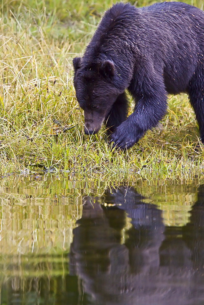 Brown Bear (Ursus arctos) fishing for pink salmon near the salmon weir at Pavlof Harbor on Chichagof Island in Southeast Alaska, USA. Pacific Ocean. 