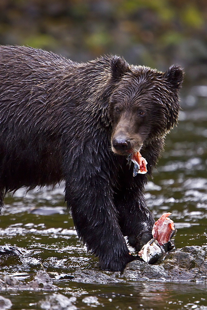 Brown Bear (Ursus arctos) fishing for pink salmon near the salmon weir at Pavlof Harbor on Chichagof Island in Southeast Alaska, USA. Pacific Ocean. 