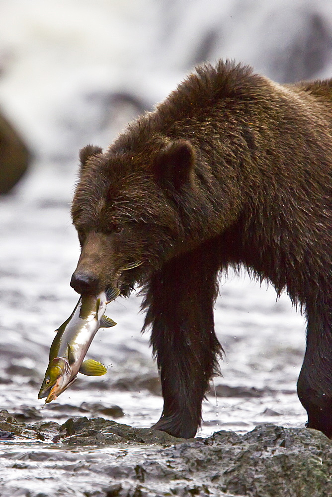 Brown Bear (Ursus arctos) fishing for pink salmon near the salmon weir at Pavlof Harbor on Chichagof Island in Southeast Alaska, USA. Pacific Ocean. 