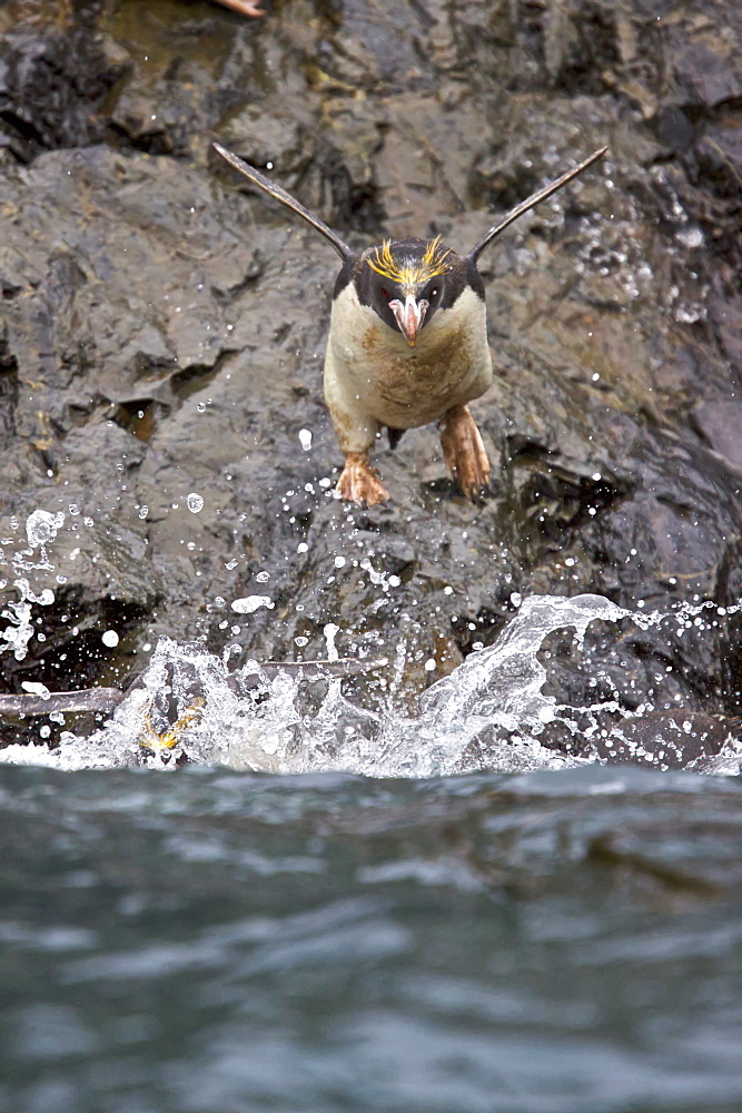 Macaroni Penguins (Eudyptes chrysolophus) in Elsehul Bay on South Georgia Island in the Southern Ocean